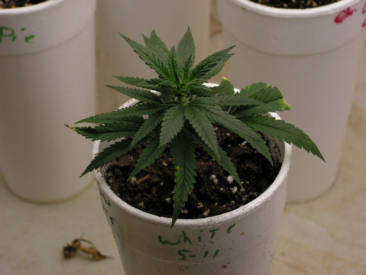 White clone