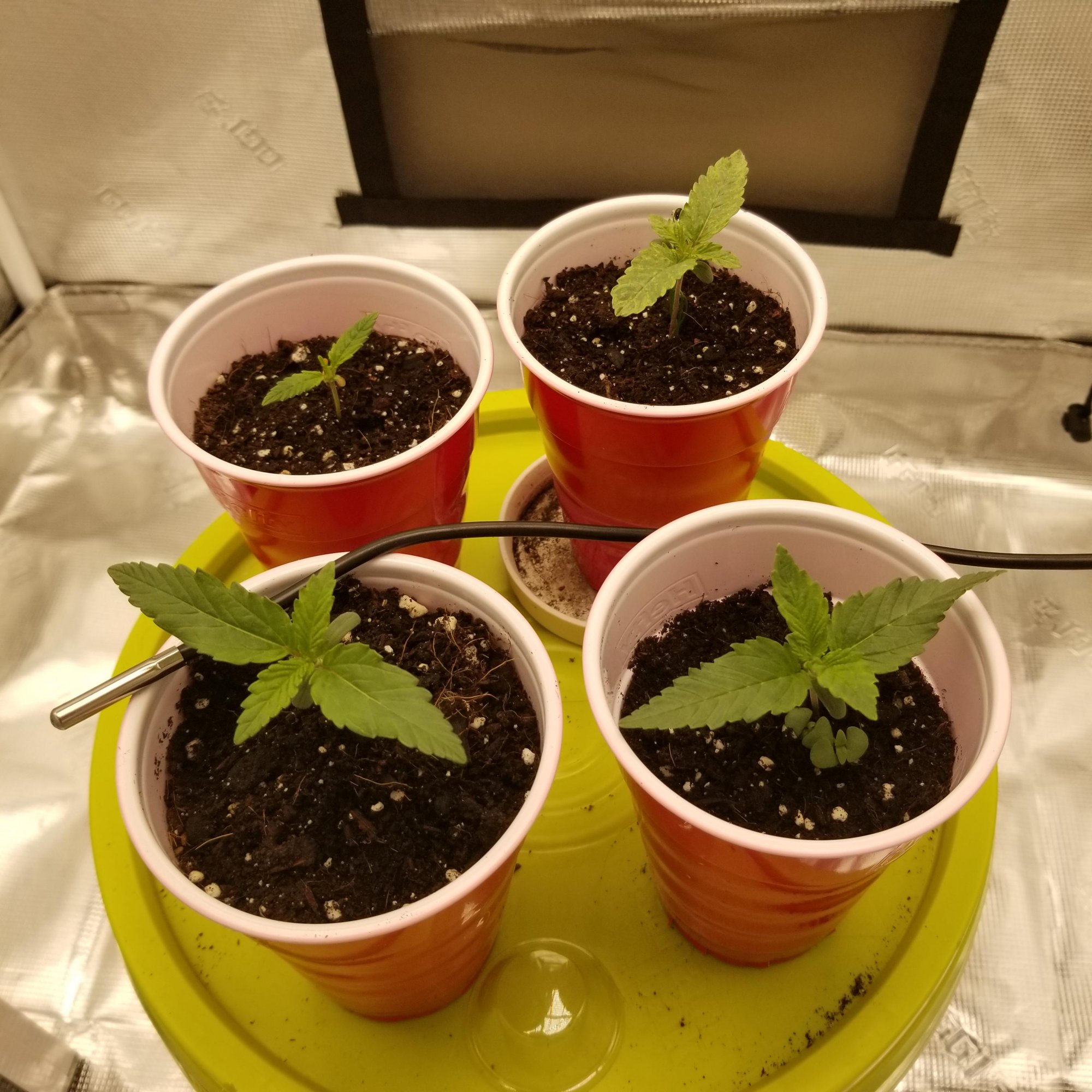 White cookies seed to harvest 2