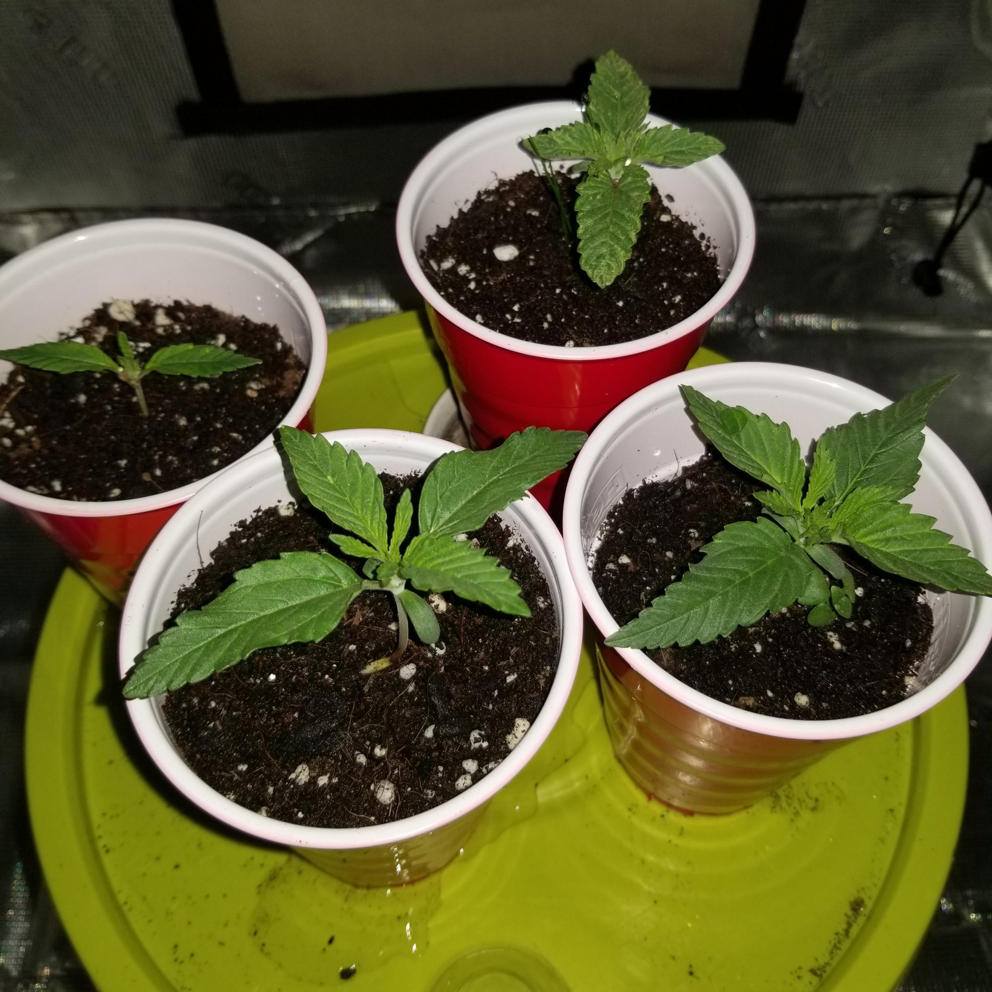 White cookies seed to harvest 3