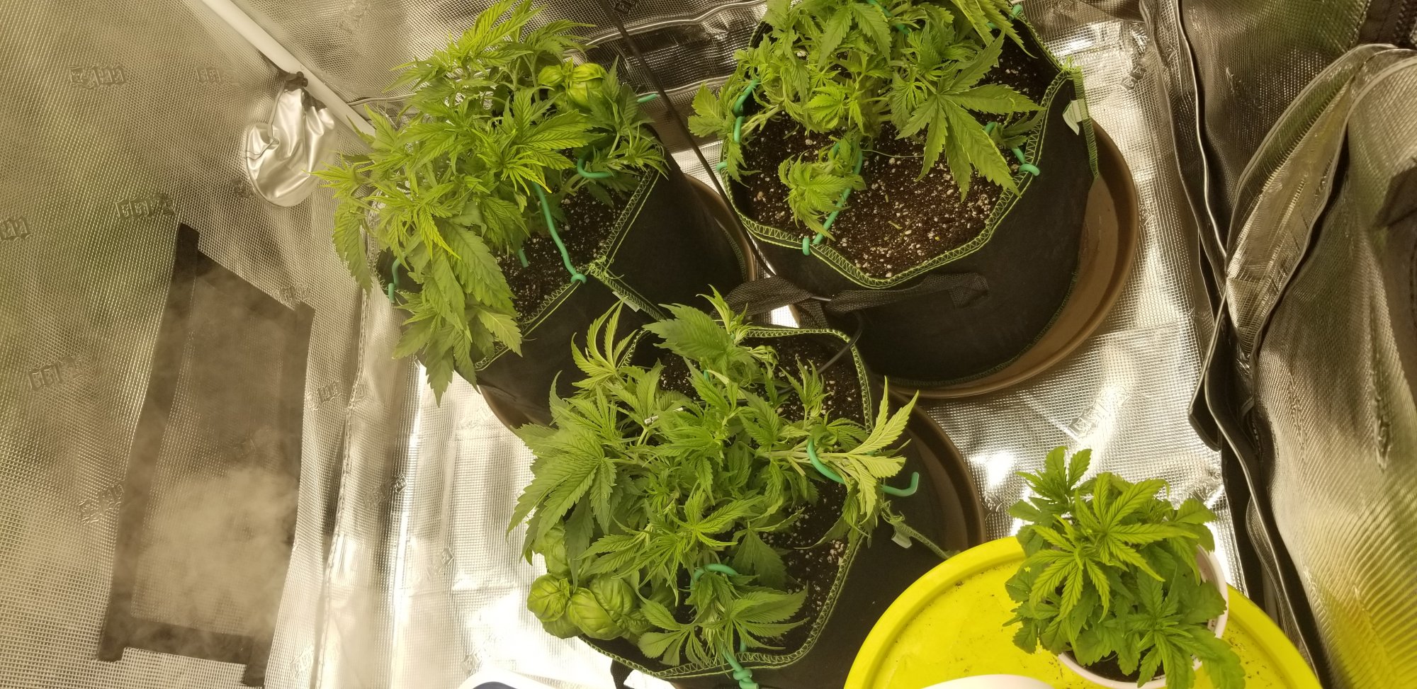 White cookies seed to harvest 7
