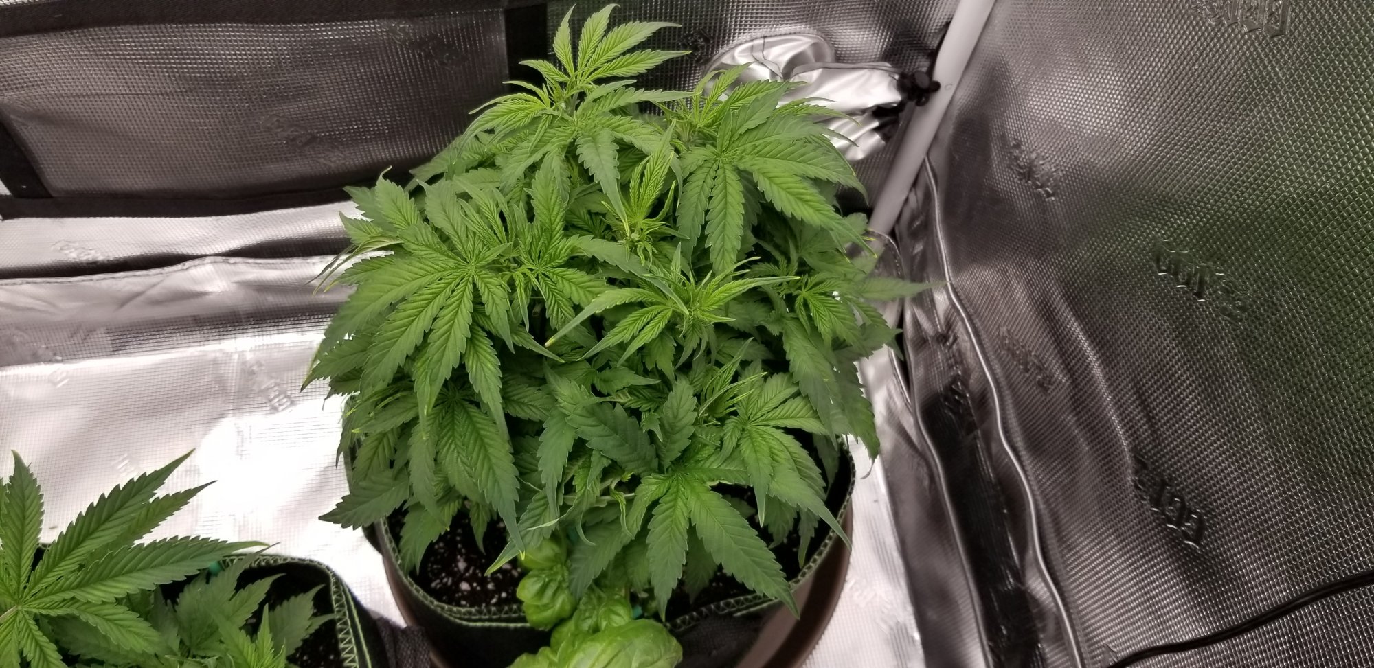White cookies seed to harvest 8