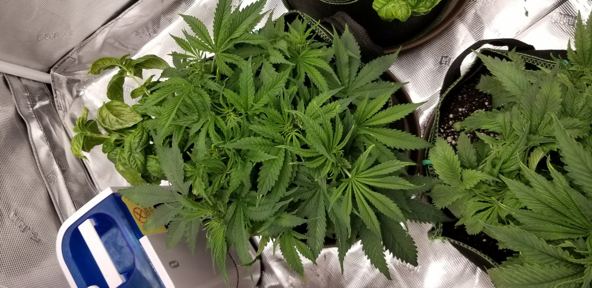 White cookies seed to harvest 9
