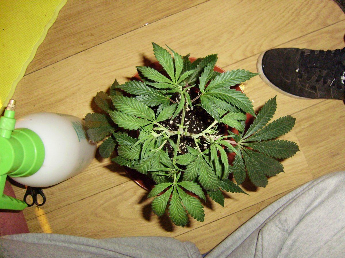 White cough