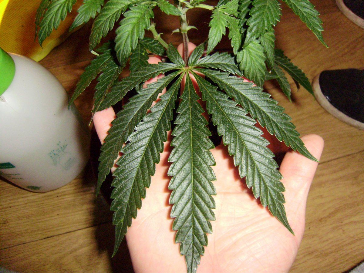 White cough leaf