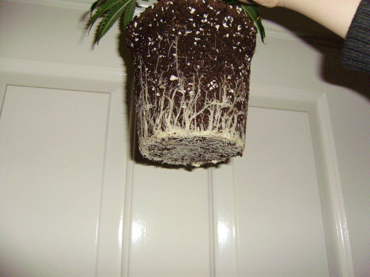 White cough roots