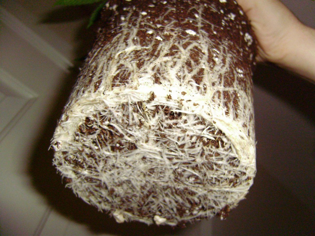 White cough roots1