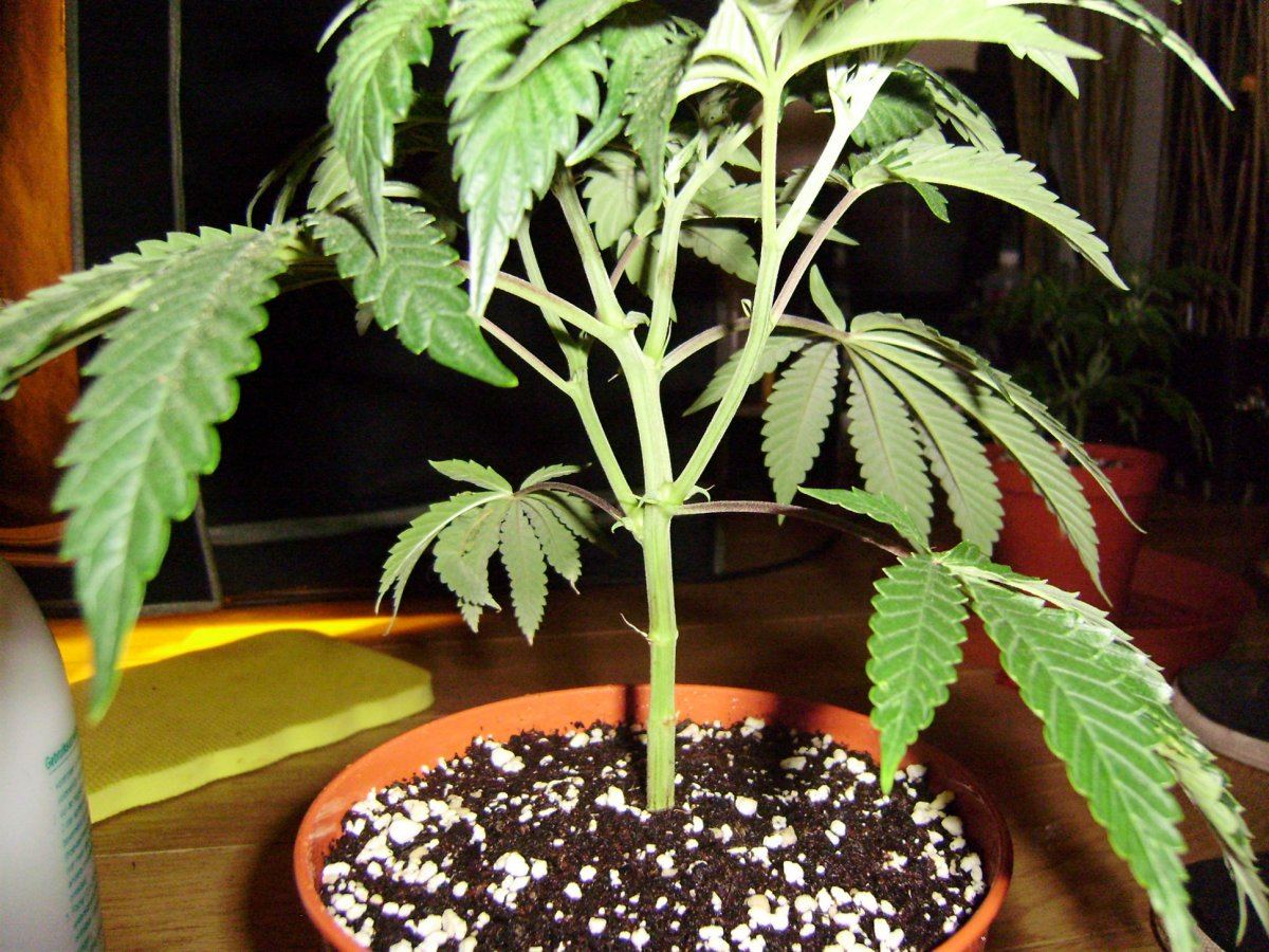 White cough2