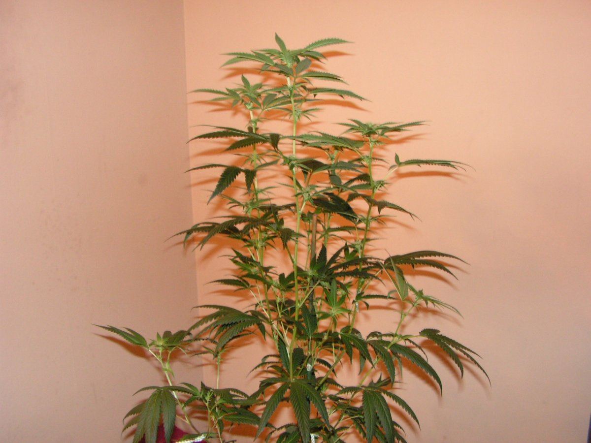 White dojo 2