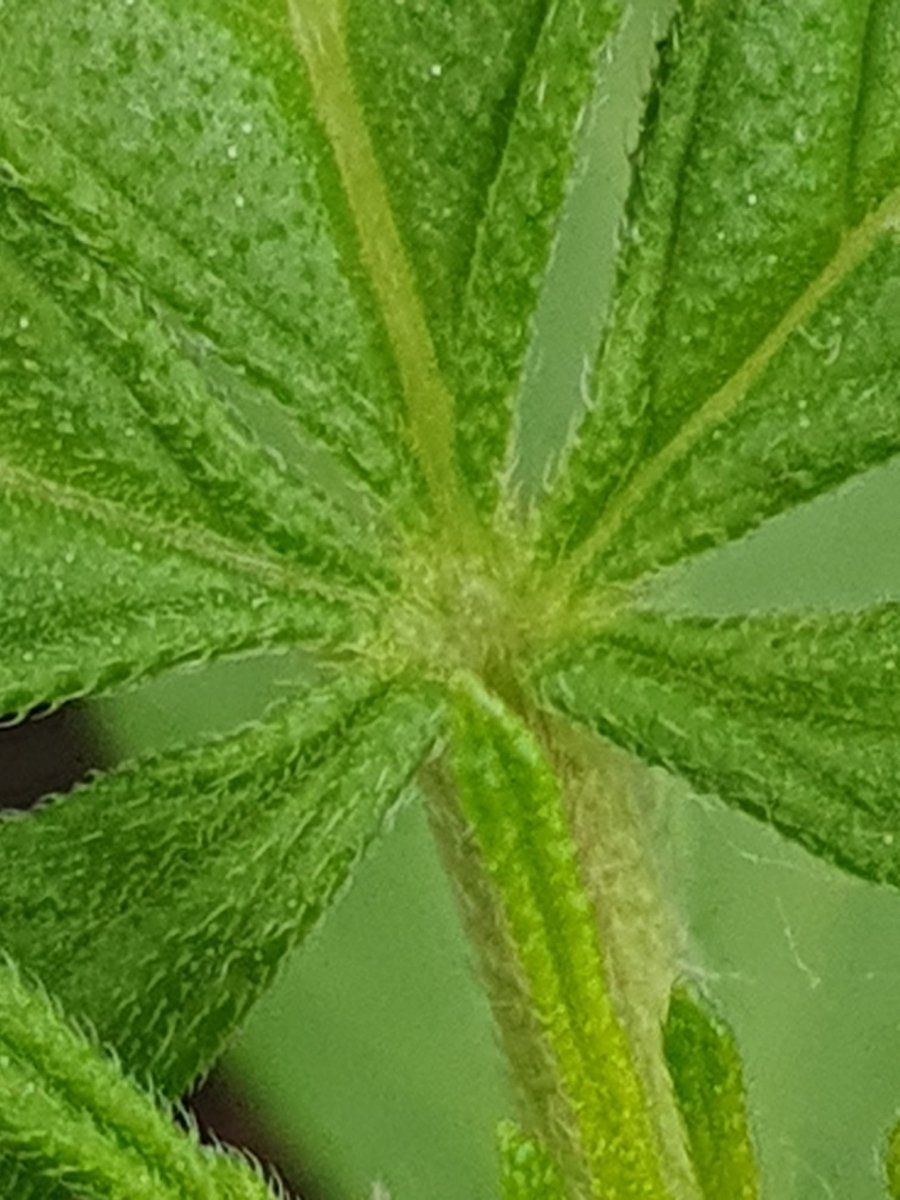 White dots on a 4 weeks old seedling 3