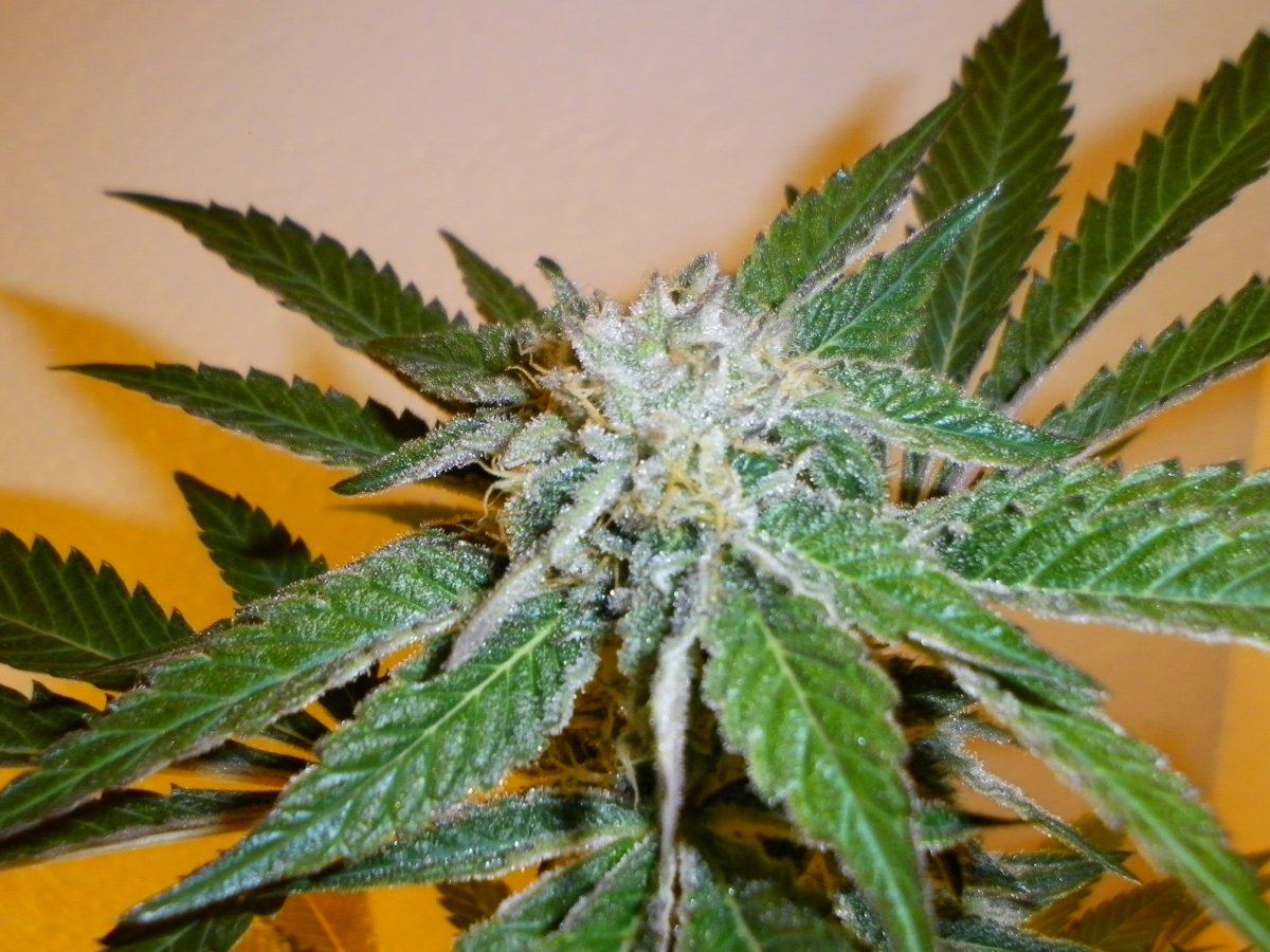 White E pic 2