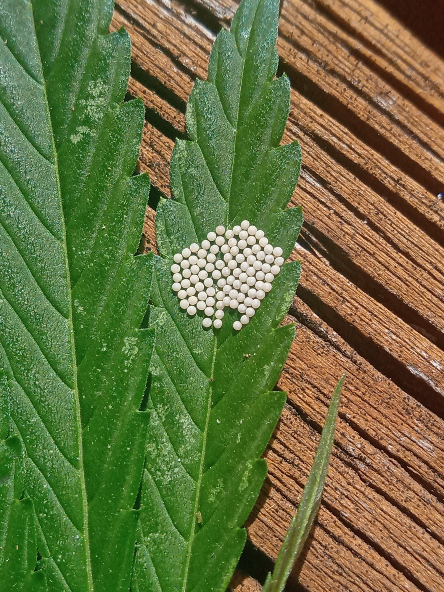White eggs on leaf   outdoor plant