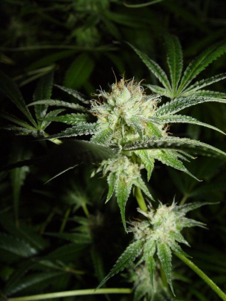 White Fire 3  1
