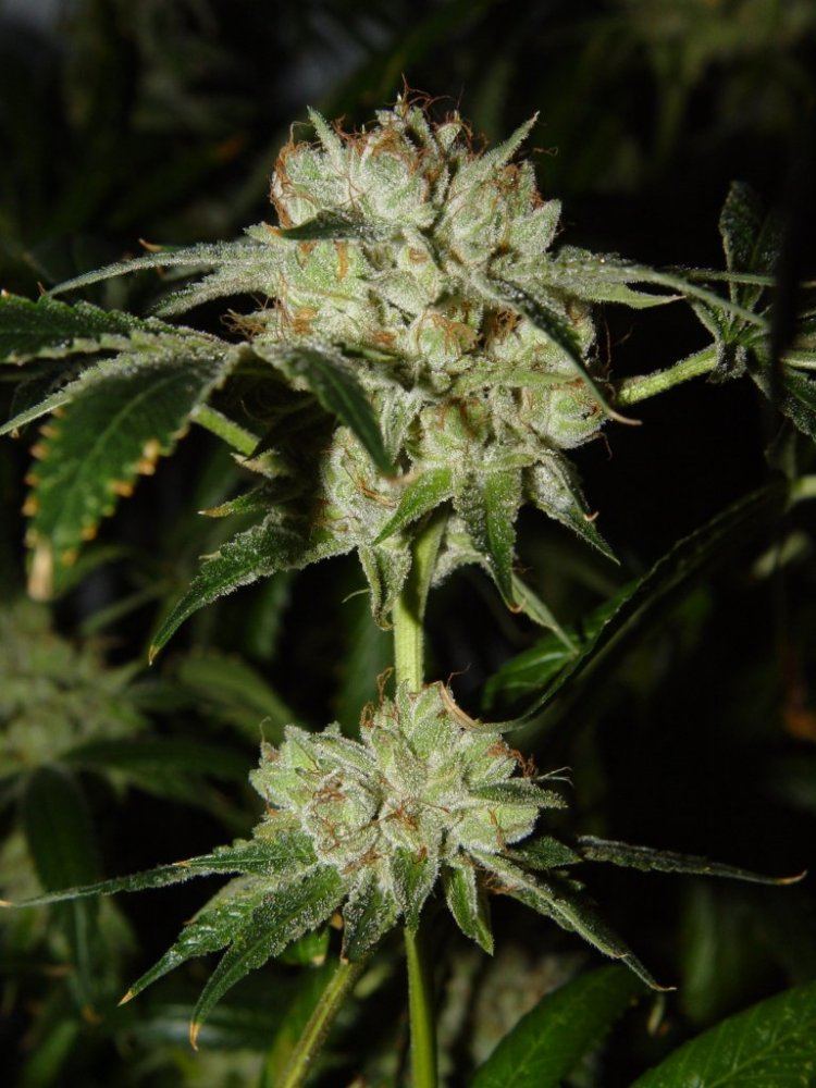 White Fire 3 1