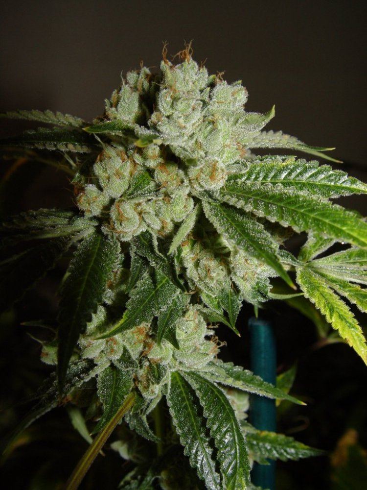 White Fire 3  2