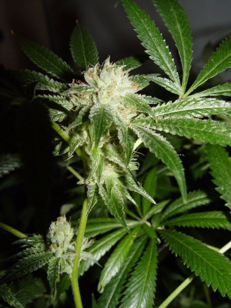 White Fire 3  2