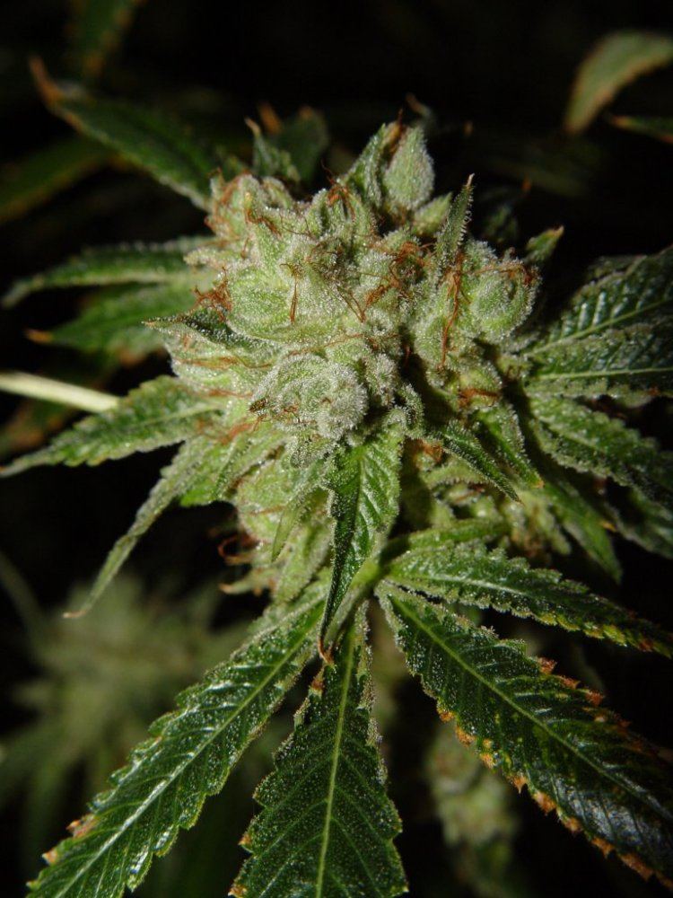 White Fire 3 2