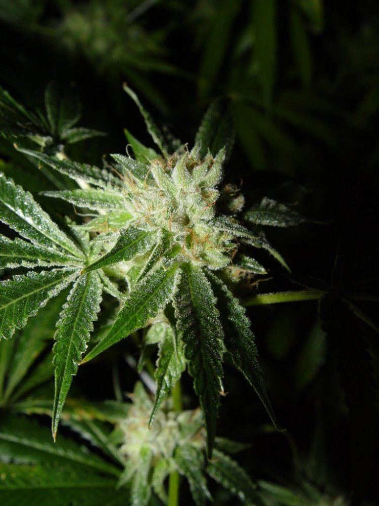 White Fire 3  3