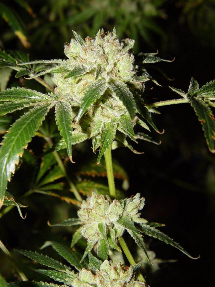 White Fire 3 3