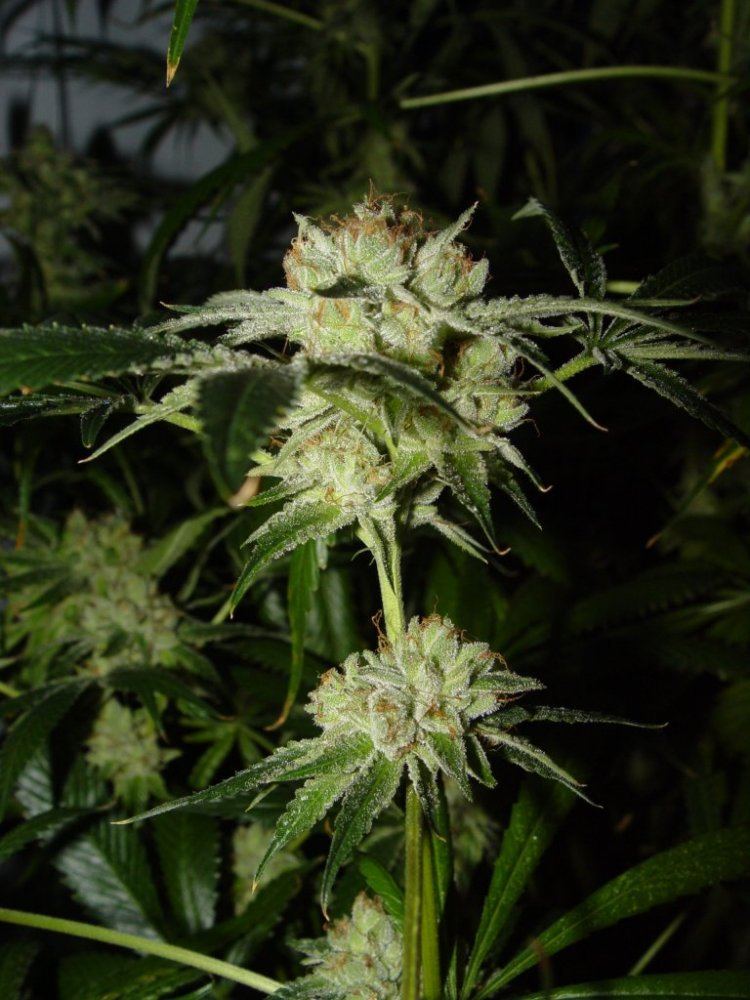 White Fire 3  4