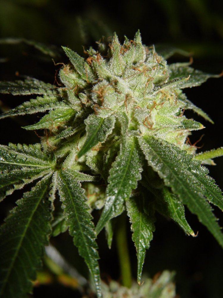 White Fire 3  5