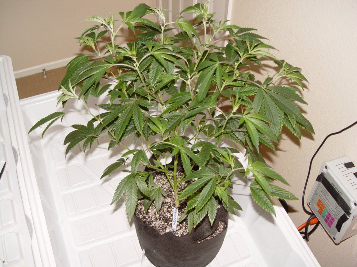 White Fire 3