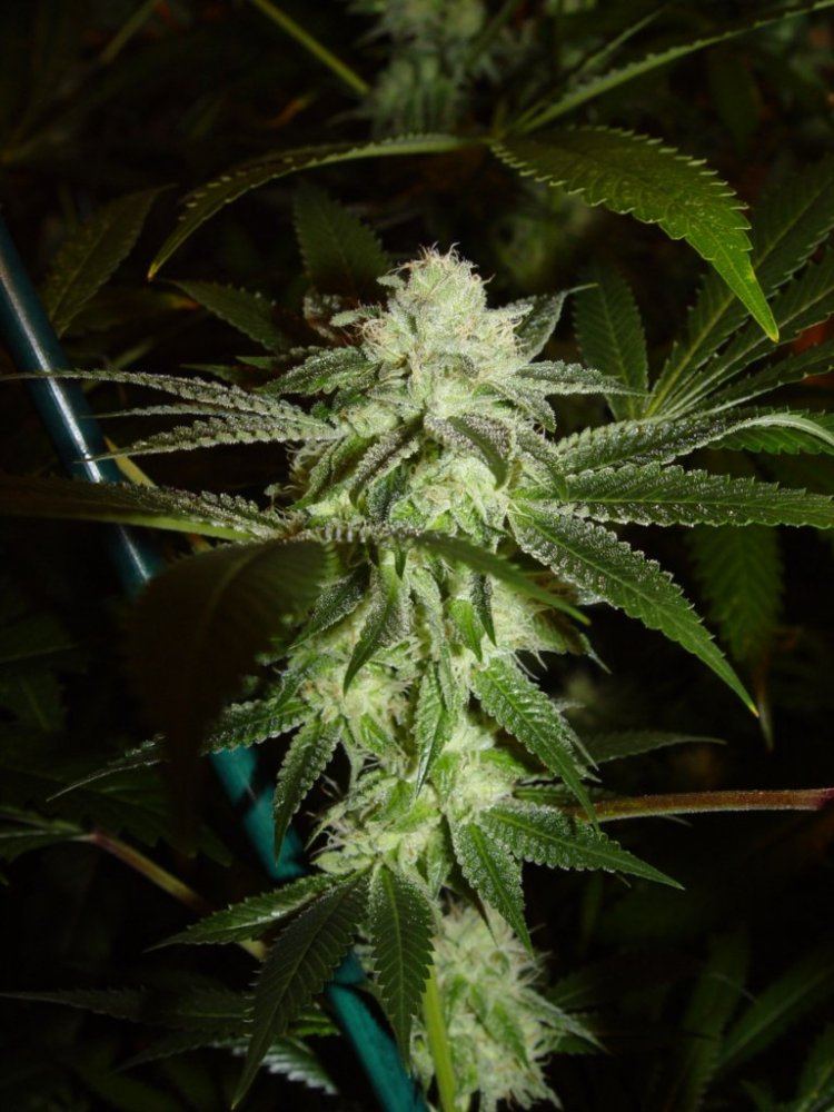 White Fire 3