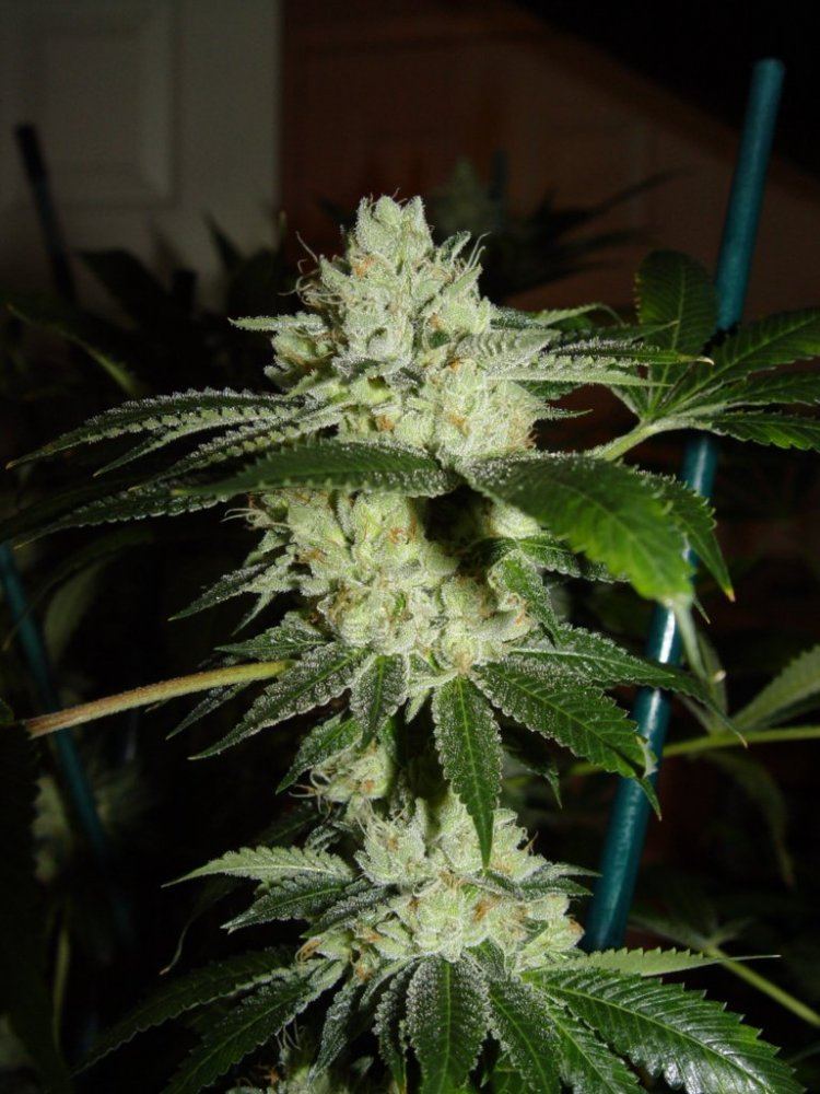 White Fire 3