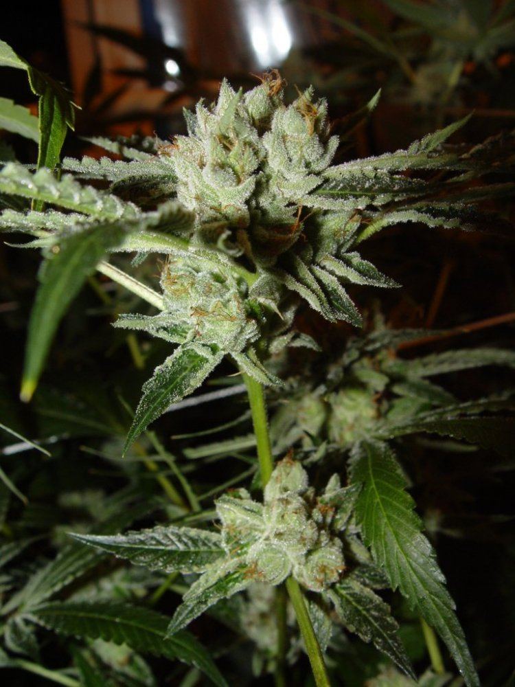White Fire 3