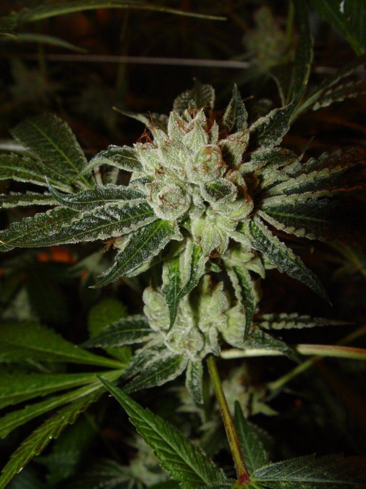 White Fire 3