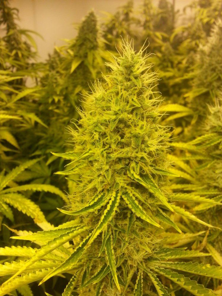 White Fire Alien   48 days