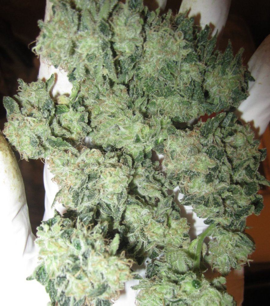 White fire white leaner 1