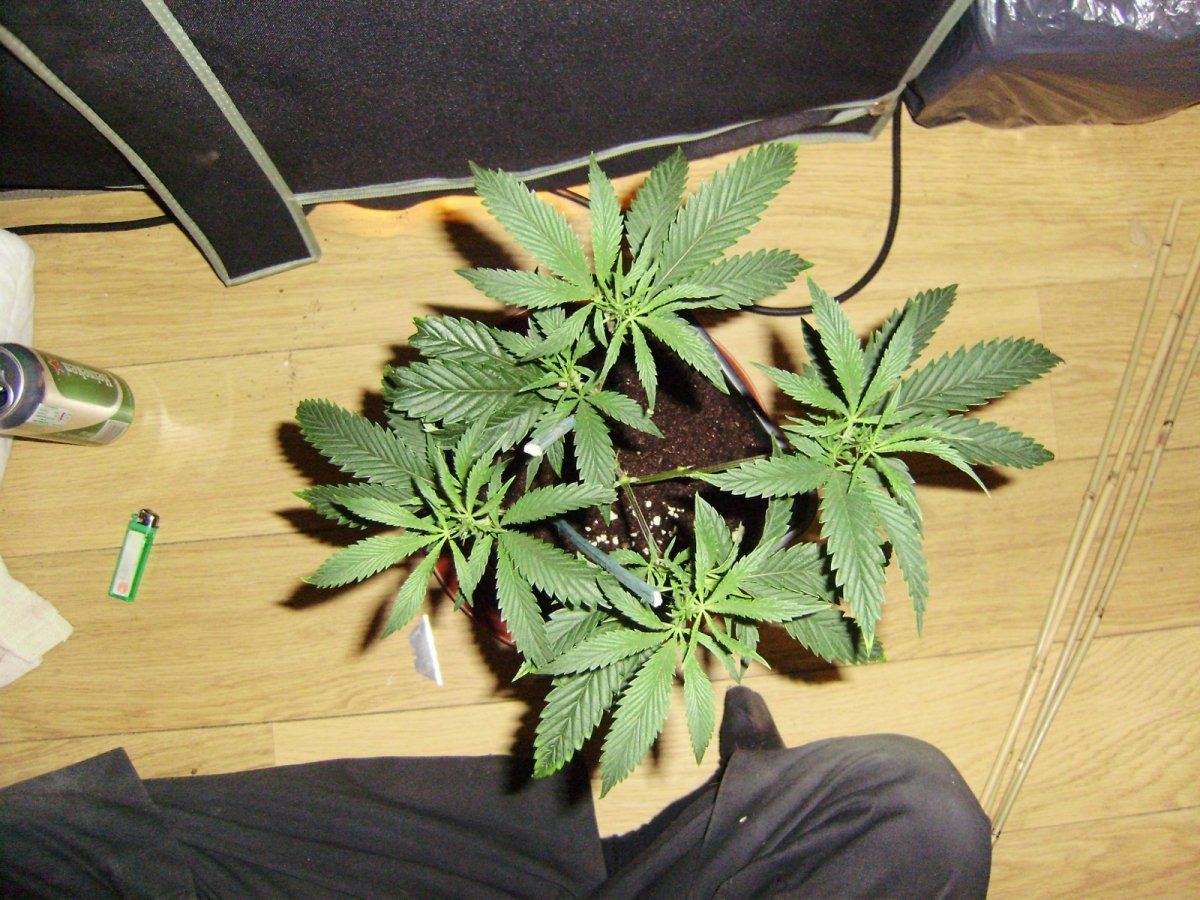 White fire4
