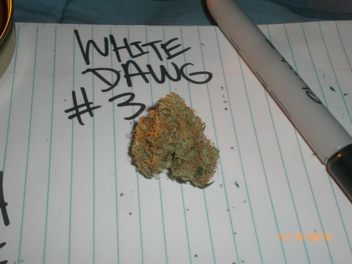 White fires and white dawg from ogonly 4