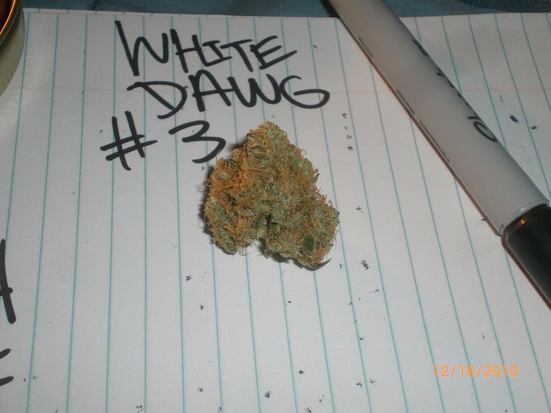 White fires and white dawg from ogonly 5