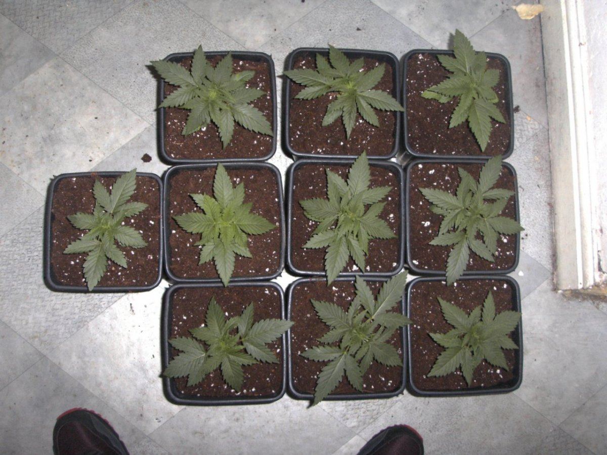 White g13hp 002