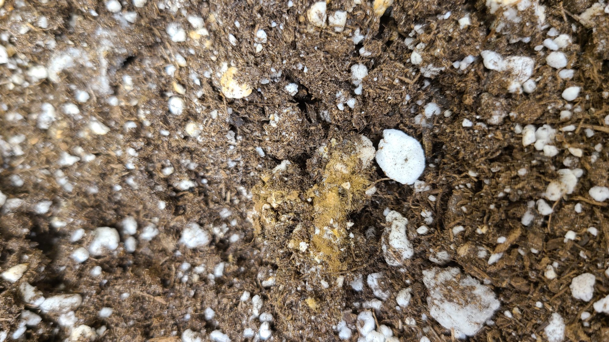 White growth on soilmold mycorrhizae mycelium 3