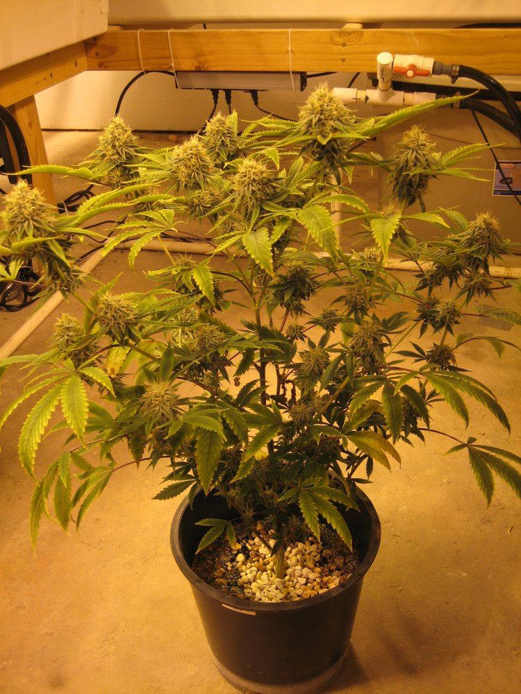 White guava and star dawg 5 week 7 of flower 4