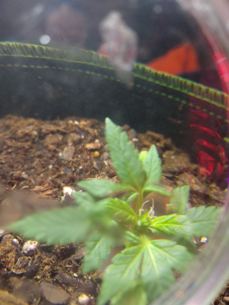 White hairs at 8 days old 2