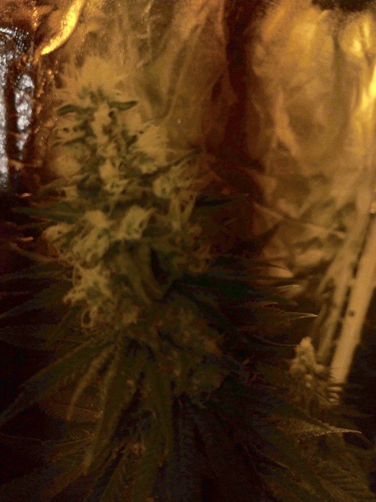 White hairs on buds