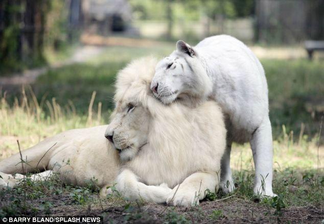 White liger cubs 1