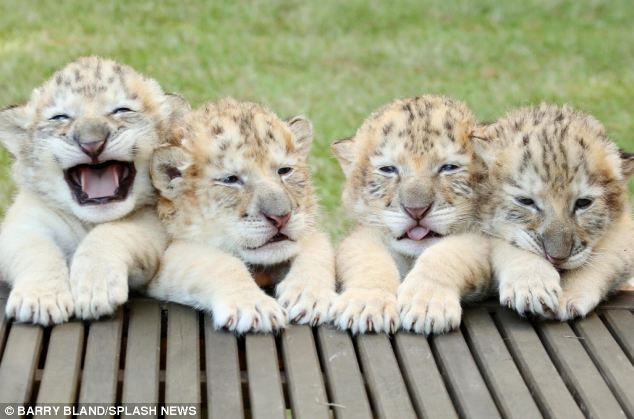 White liger cubs 2