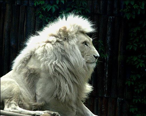 White lion