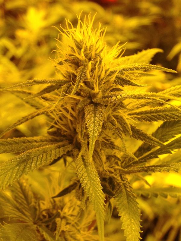 White lotus