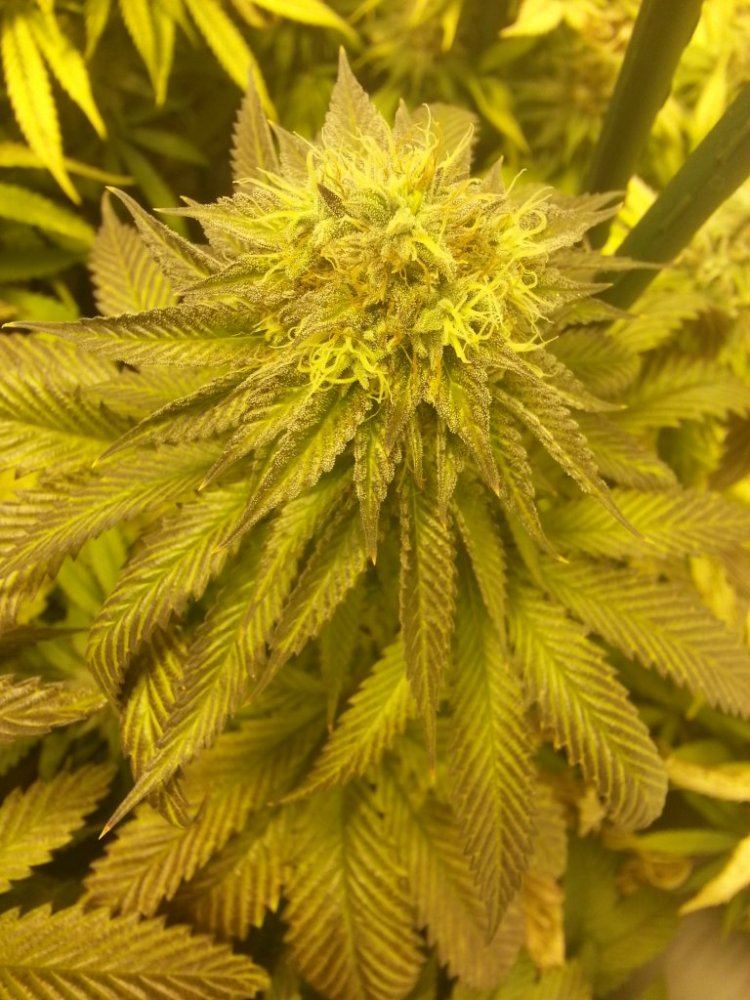 White Master 1   48 days