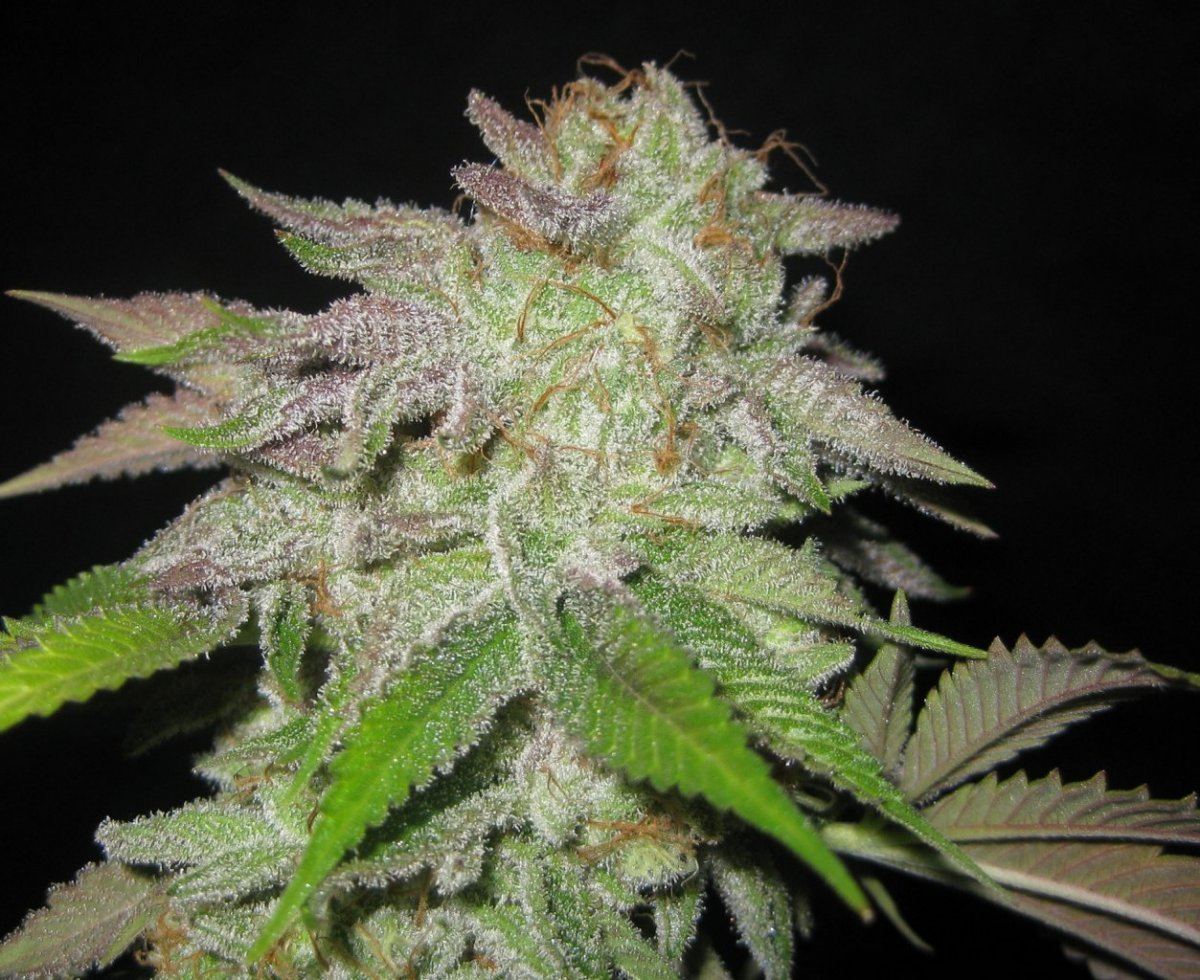 White Master day 58 1
