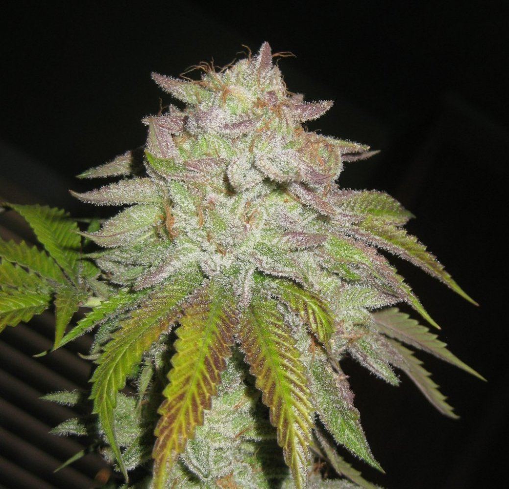 White Master day 58 3