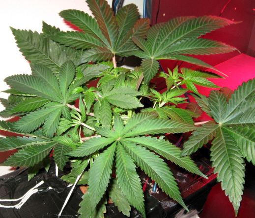 White Master Kush1