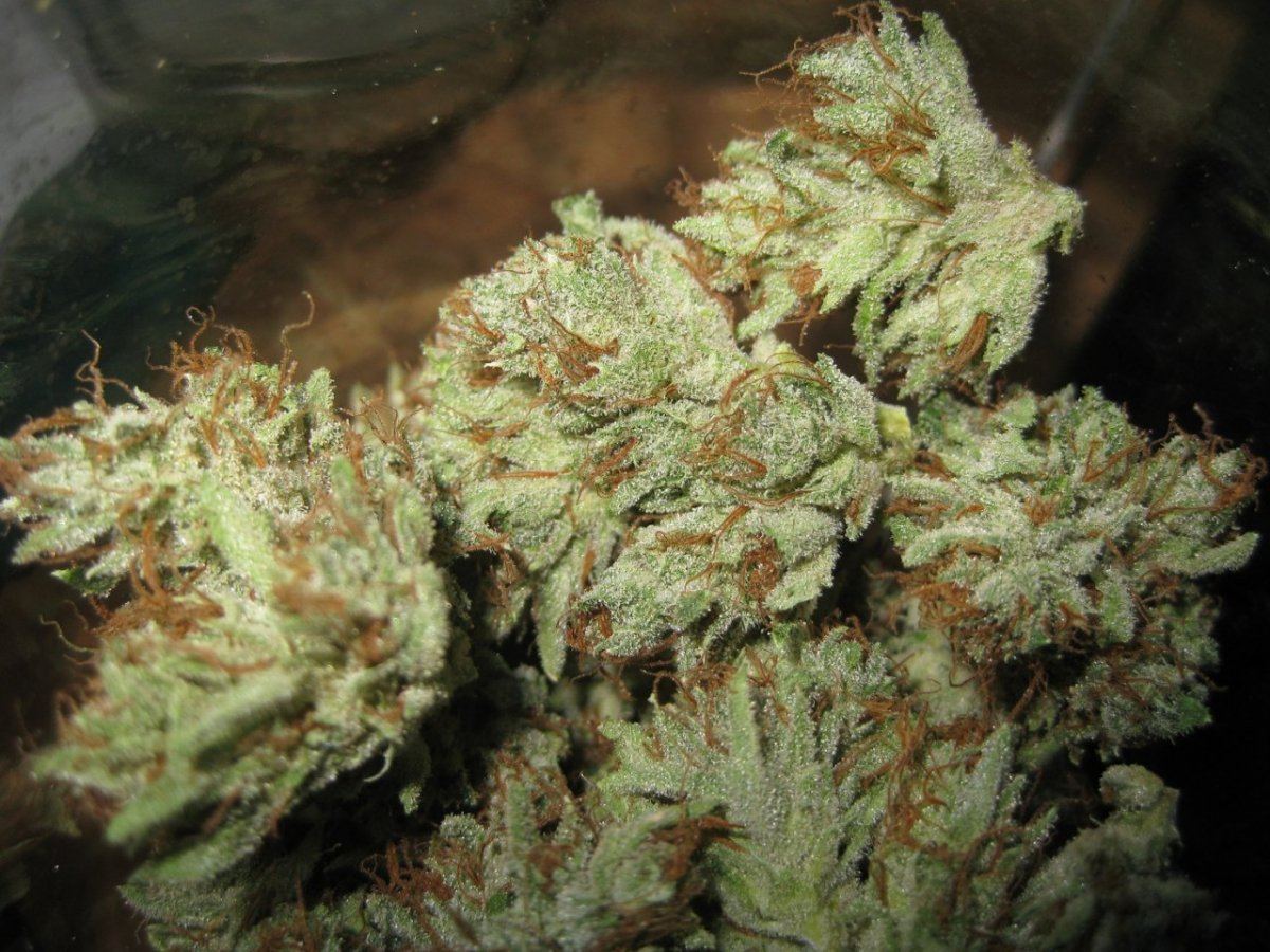 White master nugs 1