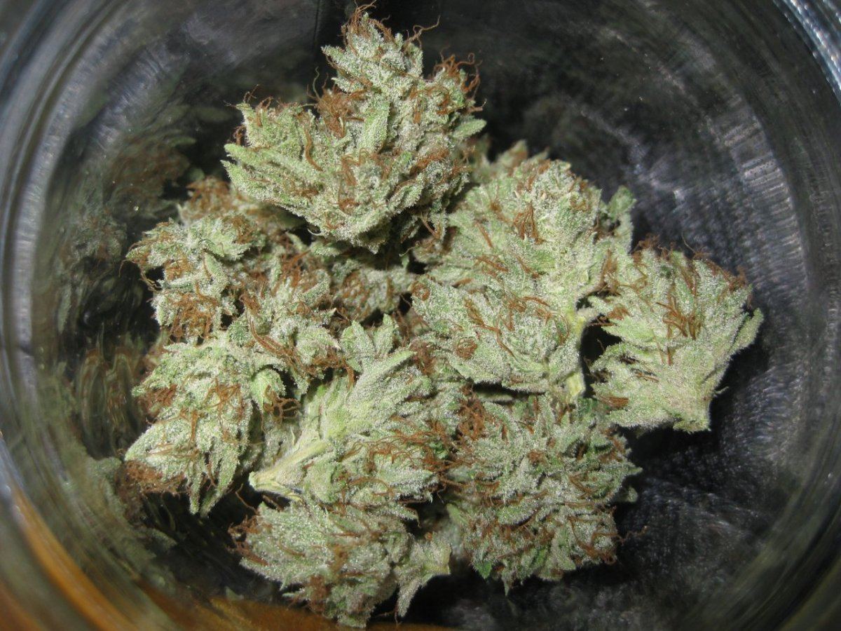 White master nugs 2