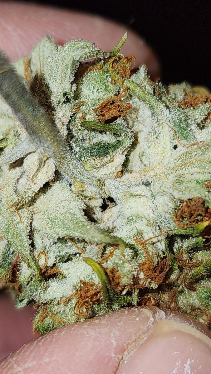 White mold or just paranoia 3